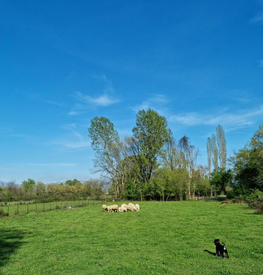 Wolf & Sheep Nature & Adventure Podgorica Exterior photo